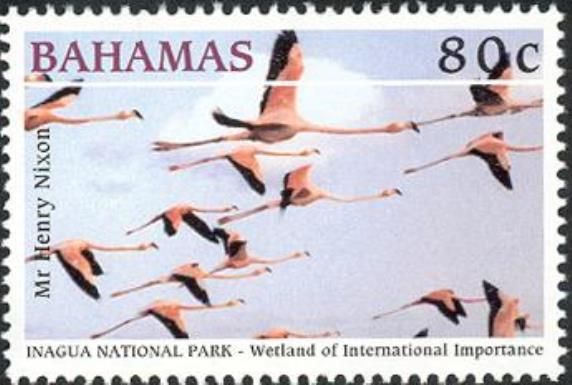 American Flamingo (Phoenicopterus ruber)