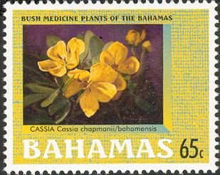 Cassia chapmanii