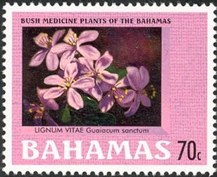 Lignum Vitae (Guaiacum sanctum)