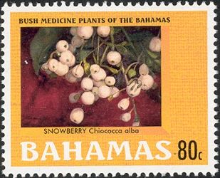 Snowberry (Chiococca alba)