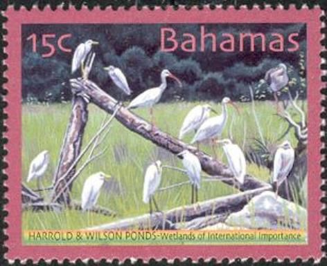 Egrets and Ibises