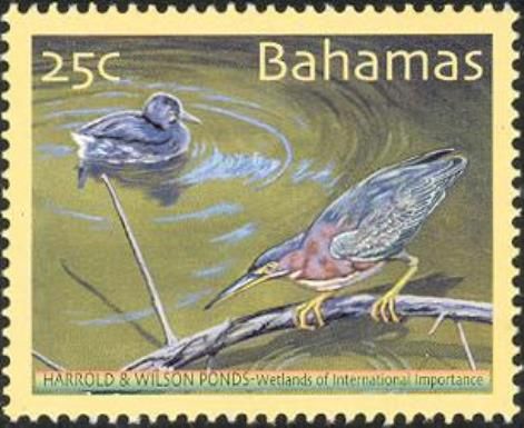 Green Heron and duck