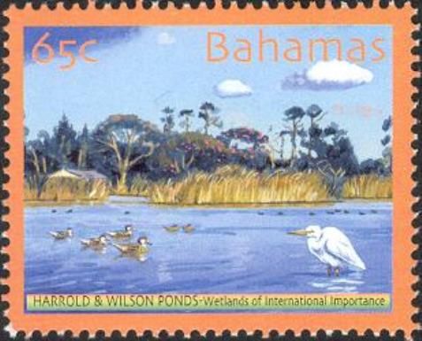 Egret and ducks