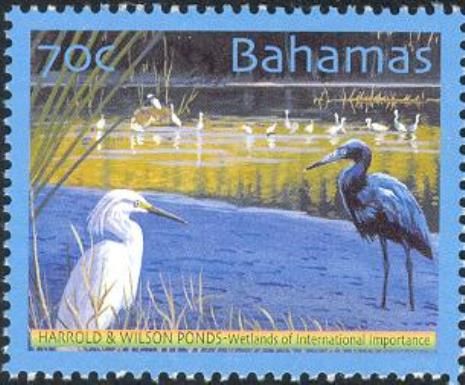 Egret and heron