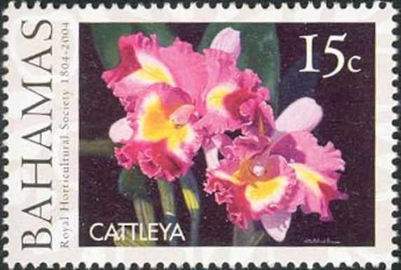 Cattleya - Orchid