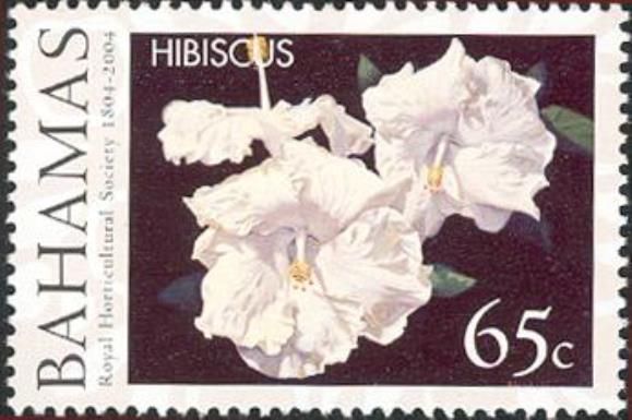 Hibiscus