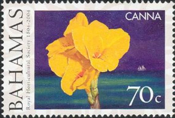 Canna lily