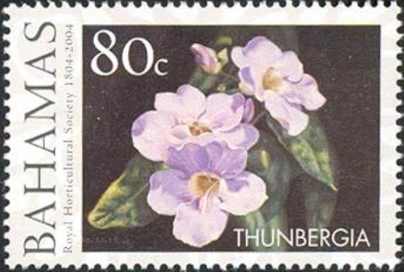 Thunbergia