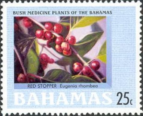 Red Stopper (Eugenia rhombea)
