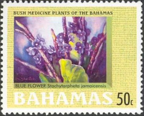 Blue Flower (Stachytorpheta jamaicensis)