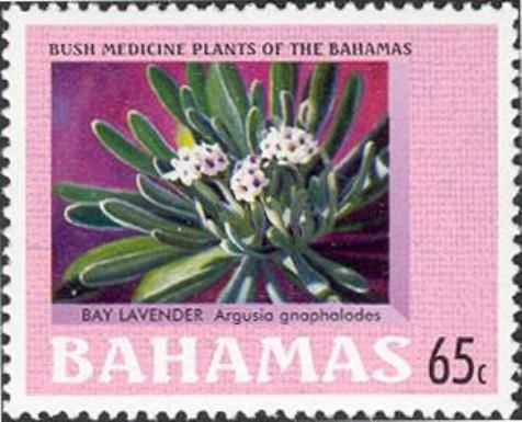 Bay Lavender (Argusia gnaphalodes)