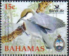 Bahama Nuthatch (Sitta pusilla insularis)
