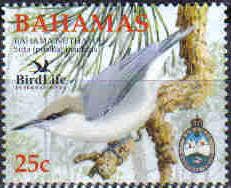 Bahama Nuthatch (Sitta pusilla insularis)