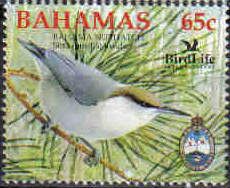 Bahama Nuthatch (Sitta pusilla insularis)