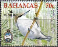 Bahama Nuthatch (Sitta pusilla insularis)