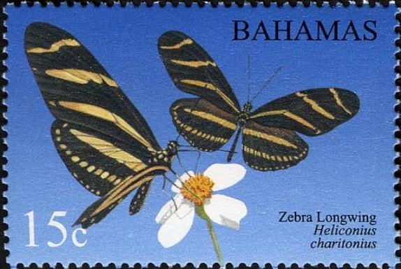 Zebra Longwing Butterfly (Heliconius charithonia)