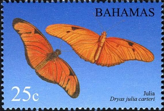 Julia Butterfly (Dryas iulia warneri)