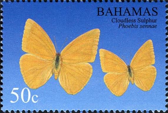 Cloudless Sulphur (Phoebis sennae)