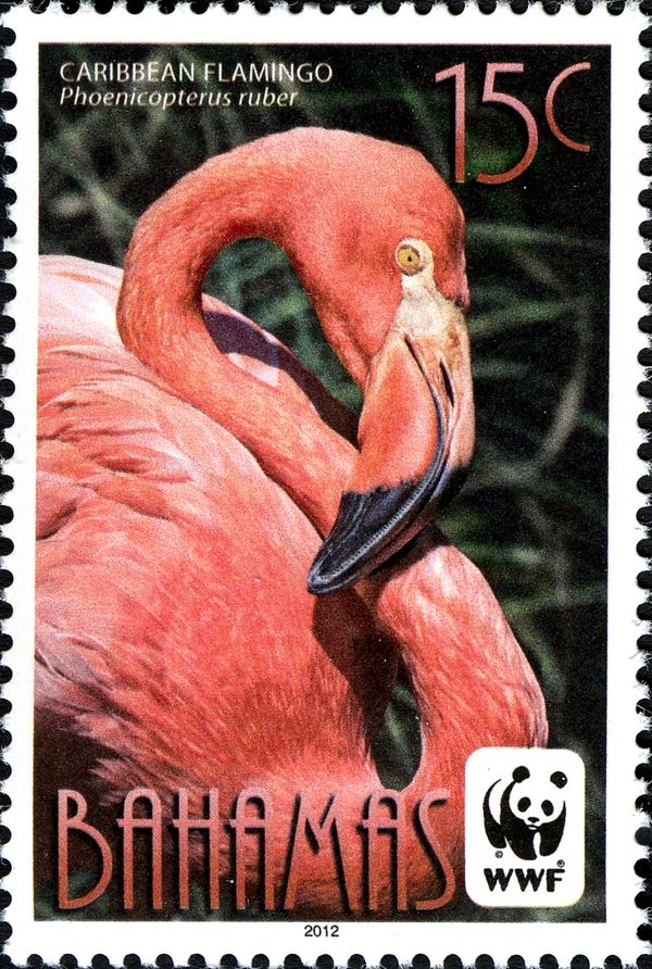 Caribbean Flamingo (Phoenicopterus ruber)