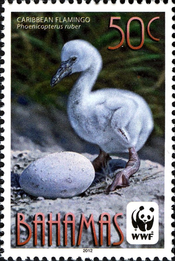 Caribbean Flamingo (Phoenicopterus ruber)