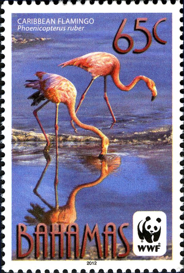 Caribbean Flamingo (Phoenicopterus ruber)