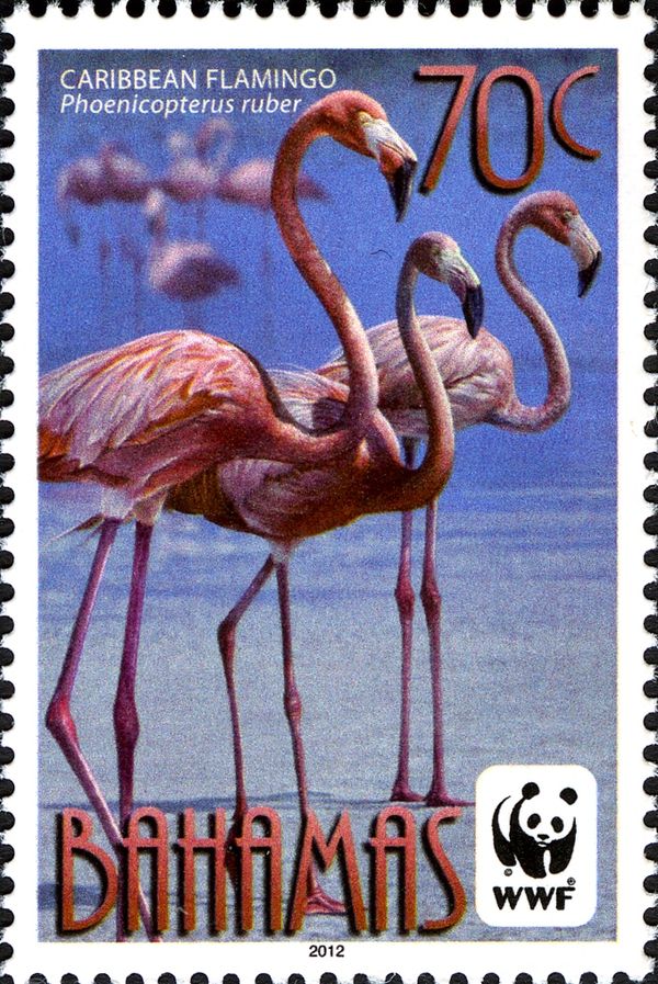 Caribbean Flamingo (Phoenicopterus ruber)