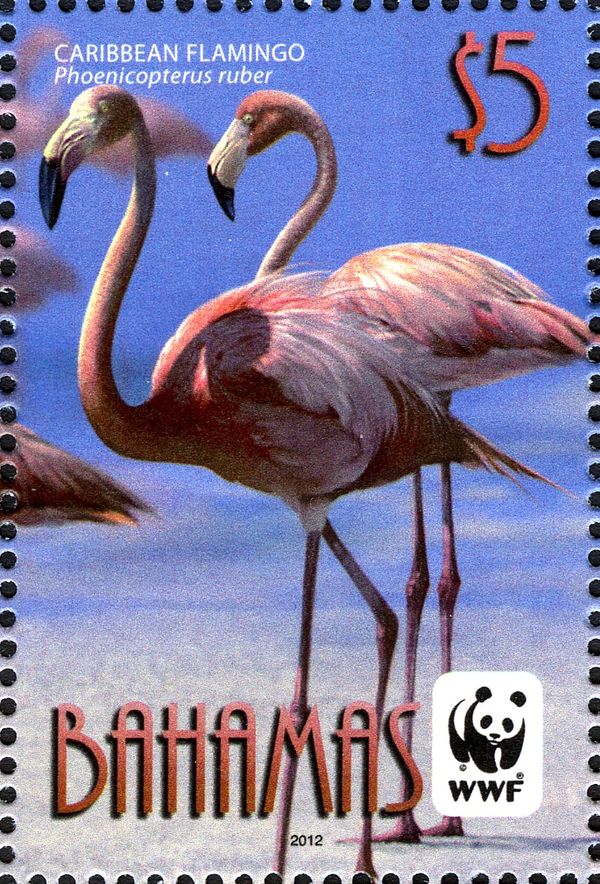 Caribbean Flamingo (Phoenicopterus ruber)