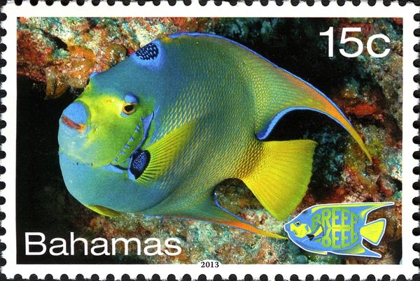 Queen Angelfish (Holacanthus ciliaris)