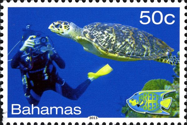 Loggerhead Turtle (Caretta caretta), Diver