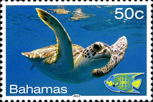 Loggerhead Turtle (Caretta caretta)