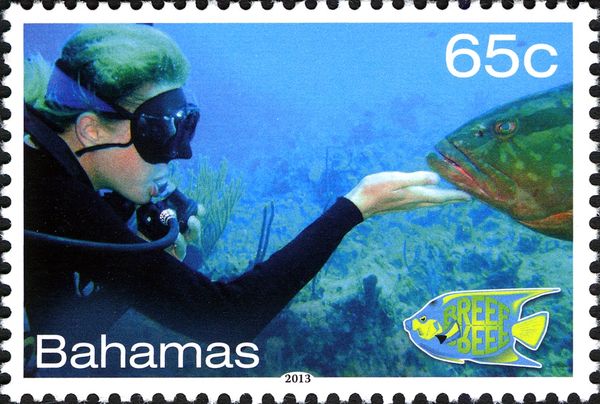 Nassau Grouper (Epinephelus striatus), Diver