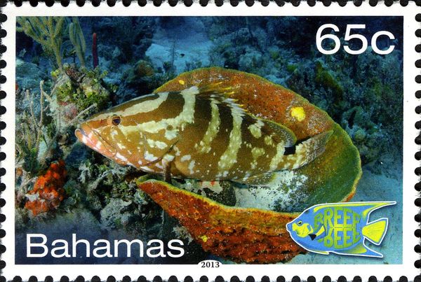Nassau Grouper (Epinephelus striatus)