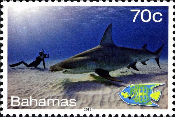 Great Hammerhead (Sphyrna mokarran), Diver