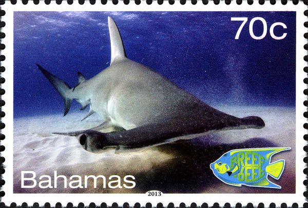 Great Hammerhead (Sphyrna mokarran)