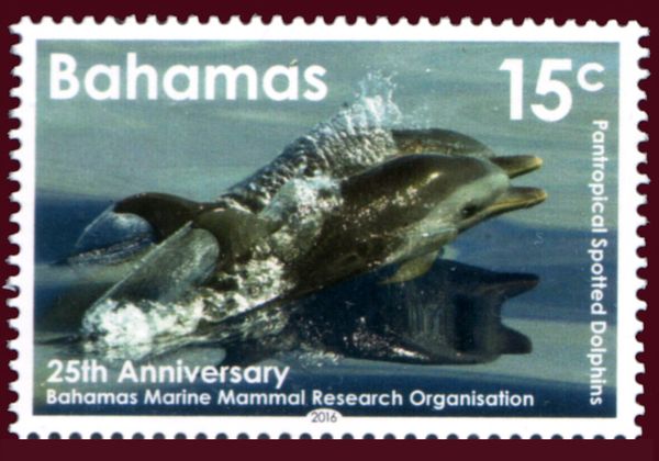 Pantropical Spotted Dolphin (Stenella attenuata)