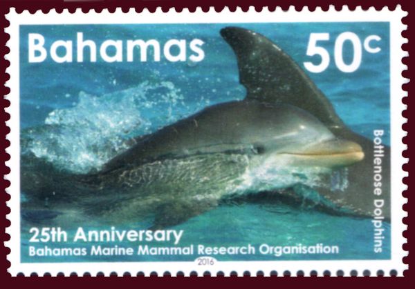 Common Bottlenose Dolphin (Tursiops truncatus)