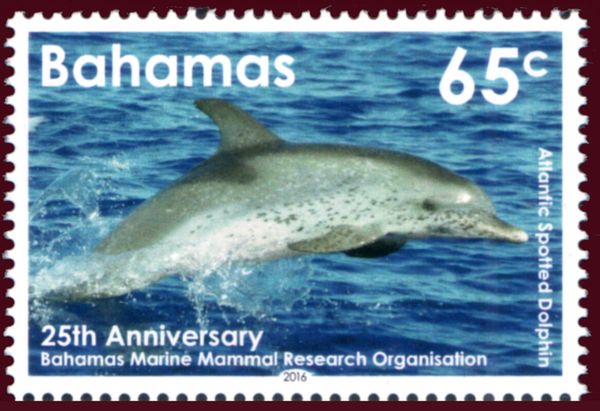 Atlantic Spotted Dolphin (Stenella frontalis)