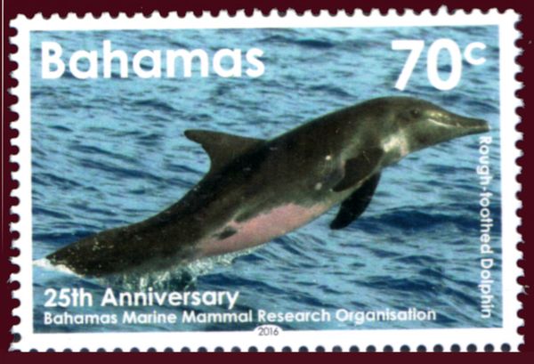 Rough-Toothed Dolphin (Steno bredanensis)