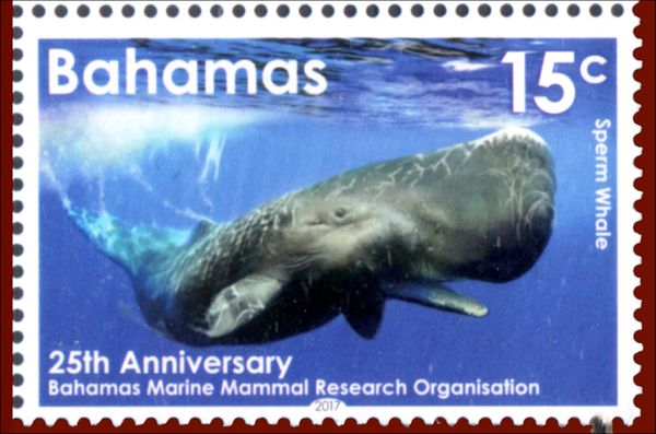 Sperm Whale (Physeter macrocephalus)