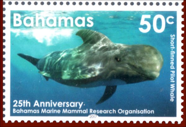 Short-finned Pilot Whale (Globicephala macrorhynchus)