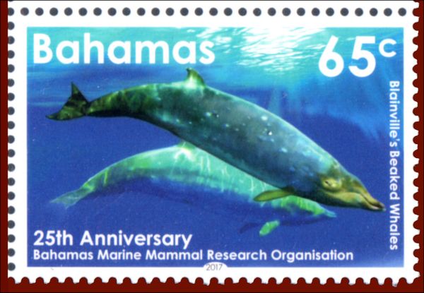 Blainville's Beaked Whale (Mesoplodon densirostris)