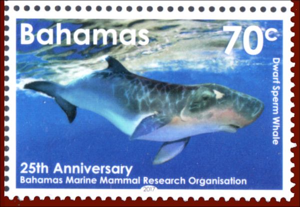 Dwarf Sperm Whale (Kogia sima)
