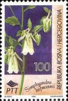 Symphyandra hofmannii