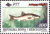 Dalmatian Barbel-gudgeon (Aulopyge hugeli)