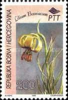 Lilium bosniacum