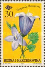 Campanula hercegovina