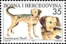 Barak (Canis lupus familiaris)