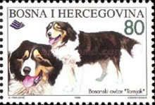 Tornjak (Canis lupus familiaris)