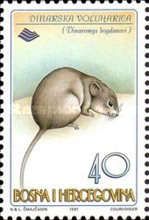 Balkan Snow Vole (Dinaromys bogdanovi)