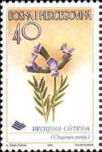 Oxytropis prenja